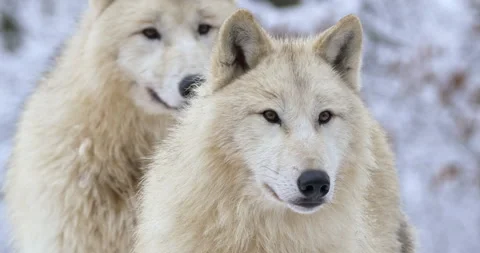 Arctic wolves standing and looking around Stock Footage 326441261