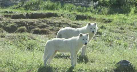 Arctic wolves on the summer tundra Stock Footage 146147371