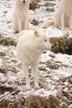 Arctic Wolves in a winter environment Stock Photos