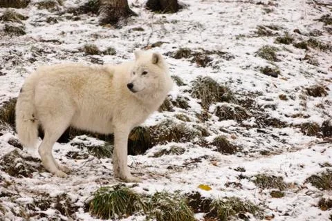 Arctic Wolves in a winter environment Stock Photos