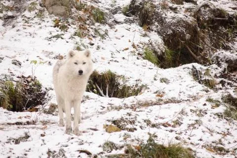 Arctic Wolves in a winter environment Stock Photos
