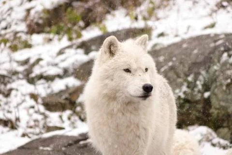 Arctic Wolves in a winter environment Stock Photos