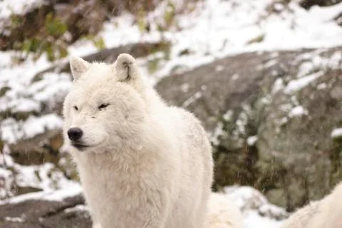 Arctic Wolves in a winter environment Stock Photos