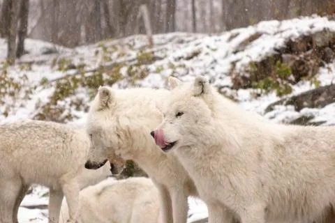Arctic Wolves in a winter environment Stock Photos
