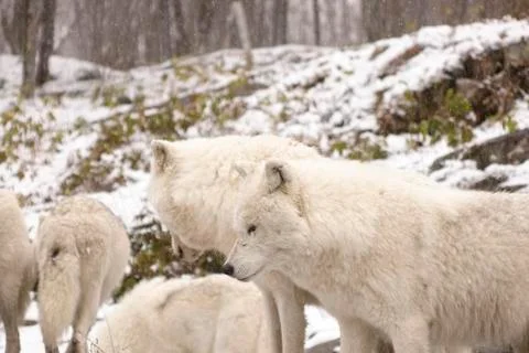 Arctic Wolves in a winter environment Stock Photos