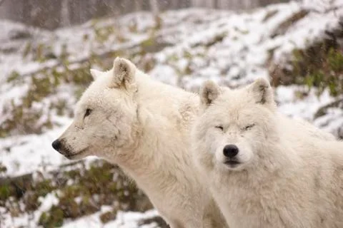 Arctic Wolves in a winter environment Stock Photos