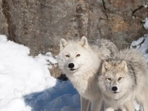 Arctic wolves in winter Stock Photos