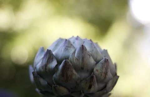 Arctichoke image with ample copy space in soft green background Stock Photos