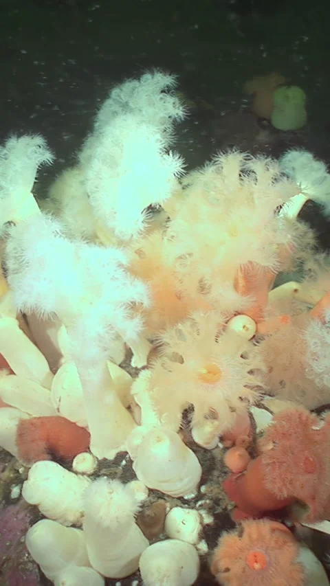 Arctic's Hidden Gardens Bloom in Cold, Deep, Underwater Wonderland Video stock 320326399