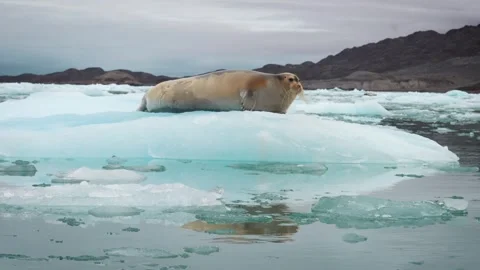 ArcticSeal183 Stock Footage 257382066