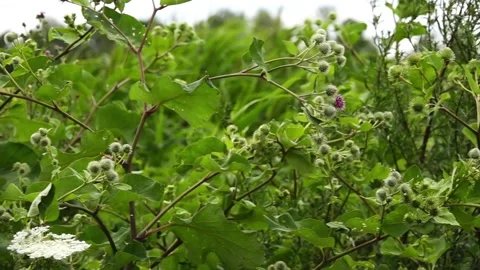Arctium lappa, commonly called greater burdock, gobo, edible burdock, lappa,  Stock Footage 166866574