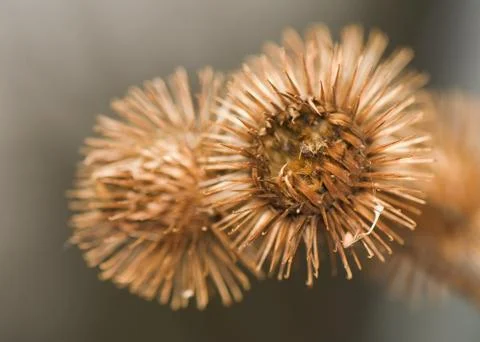 Arctium lappa Stock Photos