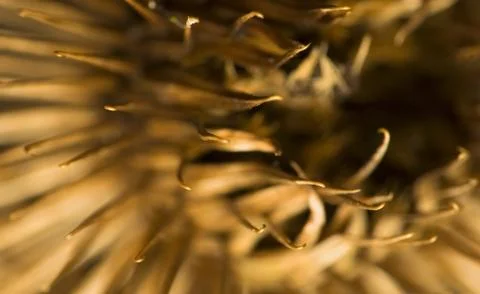 Arctium lappa Stock Photos