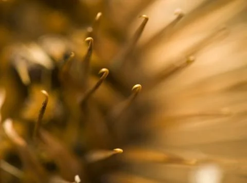 Arctium lappa Stock Photos