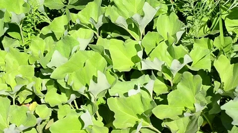 Arctium on the wind Stock Footage 61077021