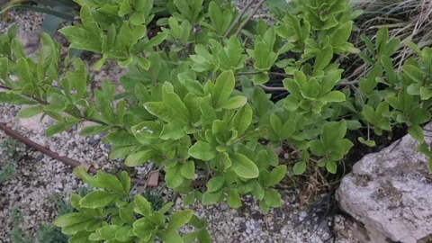 Arctostaphylos uva-ursi Stock Footage 99822191