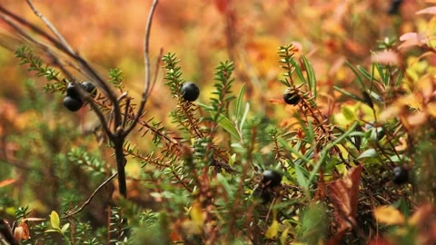 Arctous alpine. Wolfberry Stock Footage 212008617