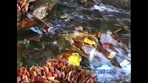 Arda river, Bulgaria Flow VHS Family Vacation Archive Stockbeeldmateriaal 232771007