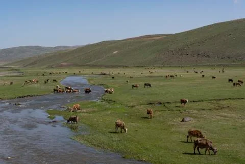Ardahan Cows Turkey River Stock Photos