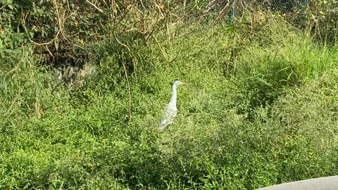 Ardea alba, also known as the common egret, large egret Stock Footage 167515952