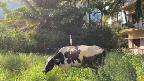 Ardea alba, also known as the common egret On the cow back Stock Footage 167516011