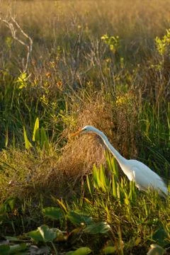 Ardea alba Foto stock