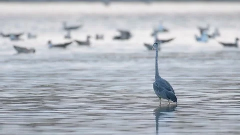 Ardea cinerea, Grey Heron in shallow water 스톡 동영상 201478653