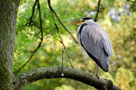 Ardea cinerea Stock Photos