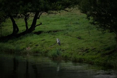 Ardea cinerea Stock Photos