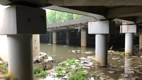 Ardea cinerea, which is also called gray heron Vídeos de archivo 243737986