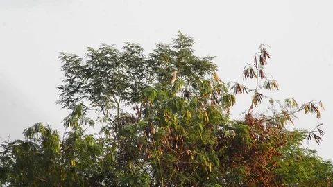 Ardeidae stands on top of the tree. Stock Footage 123694241