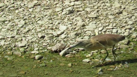 Ardeola ralloides Stock Footage 104235299