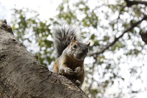 Ardilla en chapultepec Stock Photos