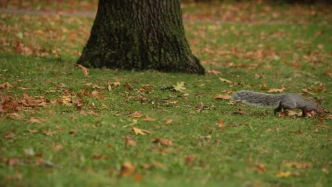Ardilla en parque Stock Footage 128082117