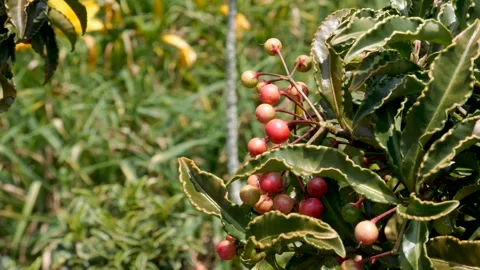 Ardisia Crenata Sims Tree with Red Berries in Natural Light Vídeo Stock 341794312