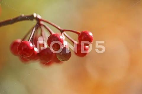 Ardisia Stock Photos