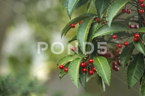 Ardisia Stock Photos