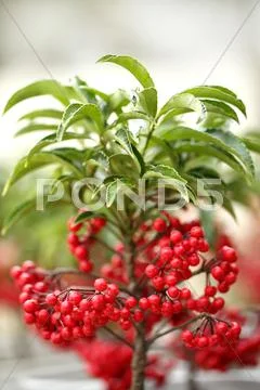 Ardisia Stock Photos