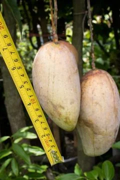 Are being measured mango on tree in farm Stock Photos