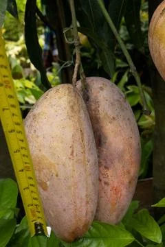 Are being measured mango on tree in farm Stock Photos