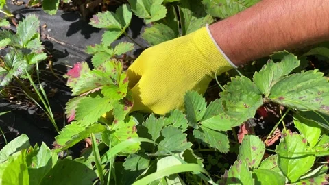 Are pruning brown spotted, diseased strawberry leaves Stock Footage 259706962