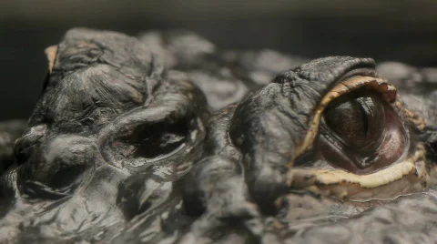 Are you looking at me? Video stock 660257