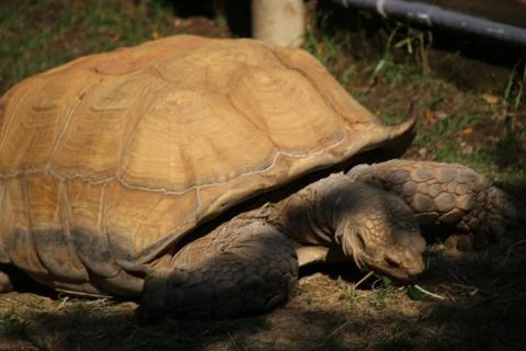 Are you turtle enough for the turtle club? Stock Photos