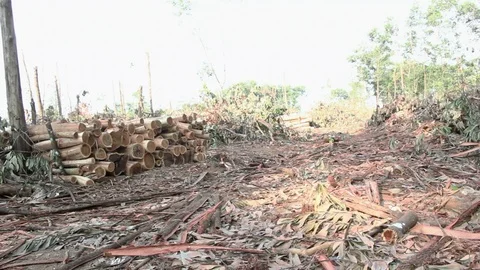 Area after Deforestation Stockbeeldmateriaal 94013154