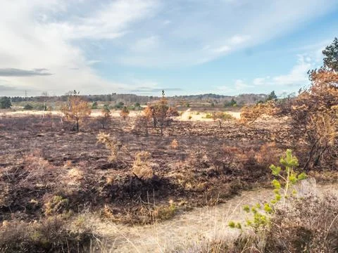 Area of Chobham common after a fire Stock-Fotos