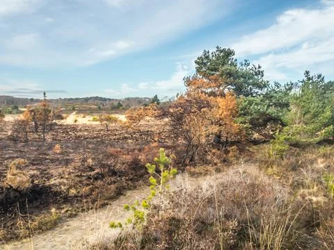 Area of Chobham common after a fire Stock-Fotos