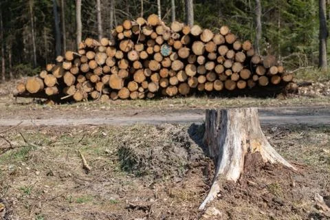Area of cleared coniferous forest. Trunks of felled trees and a pile of wood. Stock Photos