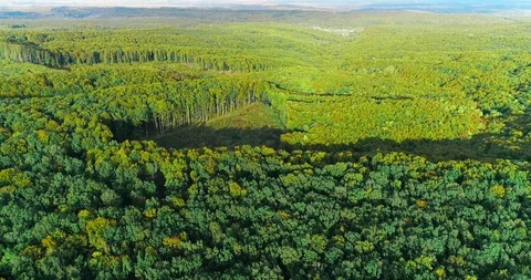 An area of cut forest inside a dense woodland in autumn. Stock Footage 127245483