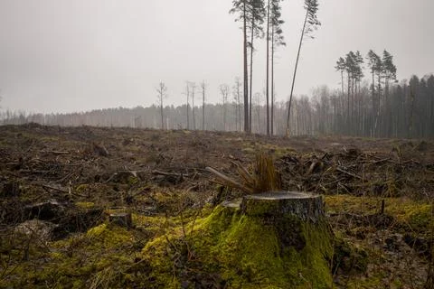 Area of deforestation or clear-cutting with tree stumps and debris. Foto stock
