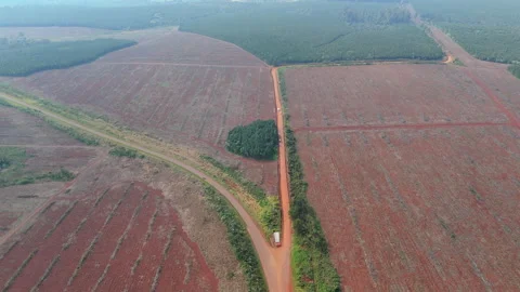 Area devastated by illegal logging in tropical forest, Global warming, Argentina Stock Footage 303796598